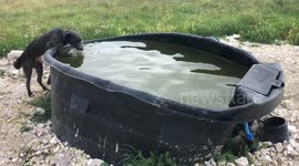 Dog pushes other dog into trough