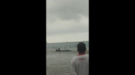 Whale shark washed ashore after getting trapped in a fisherman's trawling net