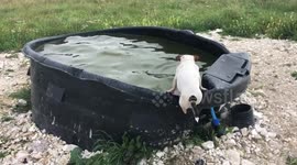 Dog loves to swim!