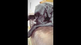 A tired Labrador sleeps on the sofa