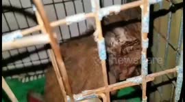 Baby monkey recovers after being electrocuted and abandoned by his mother