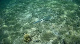 Encounter with beautiful Bluespotted stingray