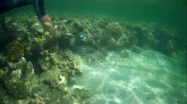 Giant moray eel staring into the camera