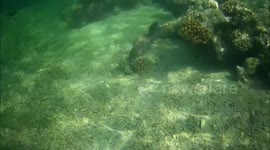 Encounter with  2m long Giant moray eel