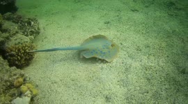 Another encounter with beautiful bluespotted stingray