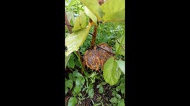 Family Of Wasps Build Their Nest On Fruit Farm