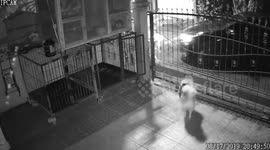 Dogs Climb Into Cages When Owner Arrives Back