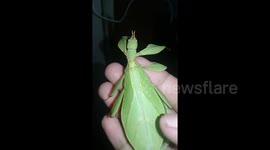 Bizarre leaf insect amazes locals in the Philippines