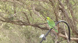 A feast of parrots! Gorgeous, tiny Purple-crowned Lorikeets at a birdbath