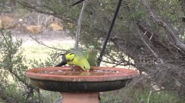 A feast of parrots! Beautiful Regent Parrots drinking together at a birdbath