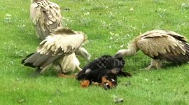 Footage of 3 Vultures Eating Dog Carcass in Tibet