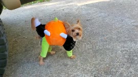 Puppy Yorkie trying on his Halloween costume