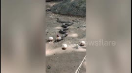 Cobra spits up four eggs trying to escape rescuers at Indian chicken farm