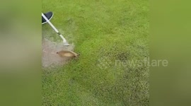Golfer bursts giant water bubble making it look like a popped pimple