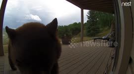Curious bear in Colorado knocks down doorbell camera and tries to eat it