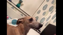 Dog Scared of Owners Face Mask