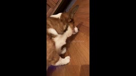 'Fierce' corgi protects his owner from a TINY bug crawling on kitchen floor