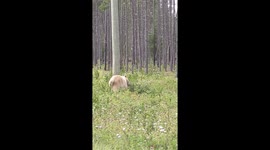 Kermode Bear in the brush