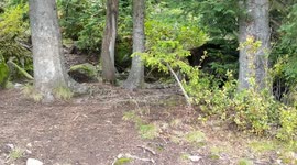 Grizzly Bear in the forest