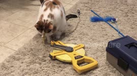 Cute cat runs after meter stick