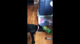 Rescued Cane Corso puppy