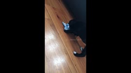 Rescued Cane Corso puppy learning about toys