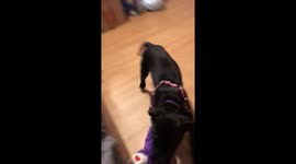 Rescued Cane Corso puppy double in size