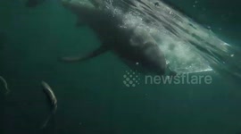 Great White Shark tail slaps new GoPro out of mans hand