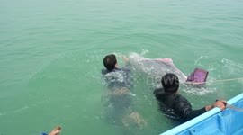Endangered humpback dolphin caught in crab fishing net rescued
