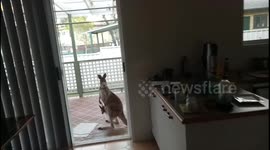 Australian homeowner feeds kangaroo and joey who were waiting in his garden