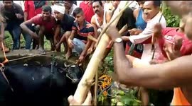 Cow falls into well in east India and has to be hoisted to safety