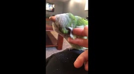 Bird enjoys his self-scratches
