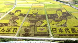 Rice farmers in Japan turn paddies into incredible Rugby World Cup displays