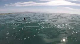 Great white shark slams go pro from camera man hands !