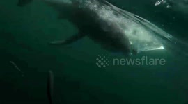 Camera man lost the fight with great white shark go pro gone !