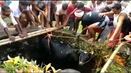 Cow falls into well in east India and has to be hoisted to safety