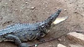 Crocodile tied up like cattle by villagers in central India