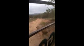 Lion chases jeep full of safari-goers in southern India
