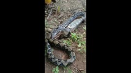 Wild python regurgitates pet dog in front of heartbroken pensioner