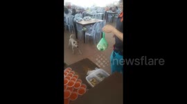 Stray dog comes to restaurant every day to collect leftover food for its family