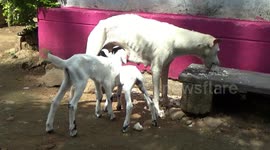 Mother dog with five puppies also adopts pair of orphan lambs in south India