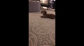 Sausage dog hilariously shuffles backwards in anticipation of toy being thrown
