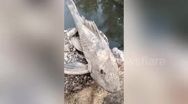 'Dead' fish comes back to life after Chinese pours water over it