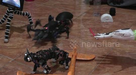 Self-taught engineer creates robot toys from plastic waste in Indonesia