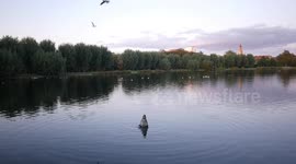 Swan enjoys the water in Pildammsparken, Sweden