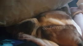 Snoring bulldog  watch with volume up