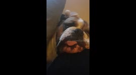 Broken British bulldog snoring very relaxing to watch