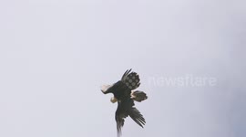 Bearded Vulture in-air mating ritual combat style