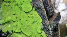 A quick way to fix a 100 year old water wheel in Padang, West Sumatra, Indonesia