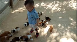 Adorable boy surrounded by cute guinea pigs